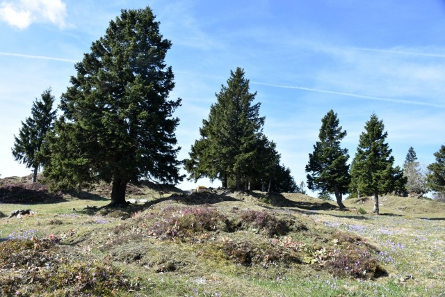 Velika planina 13.4.2024 - foto