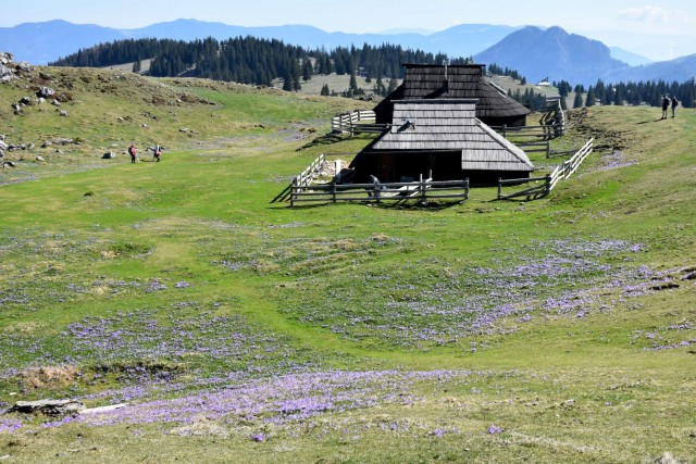 Velika planina 13.4.2024 - foto