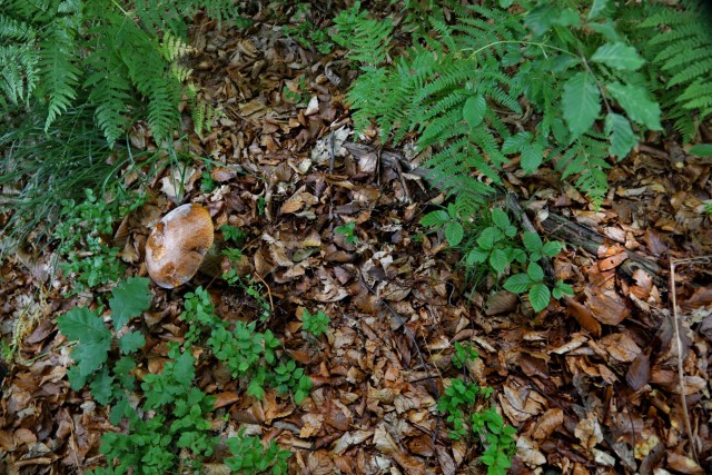 Sv. Ožbolt nad Zmincem 8.6.2024 - foto