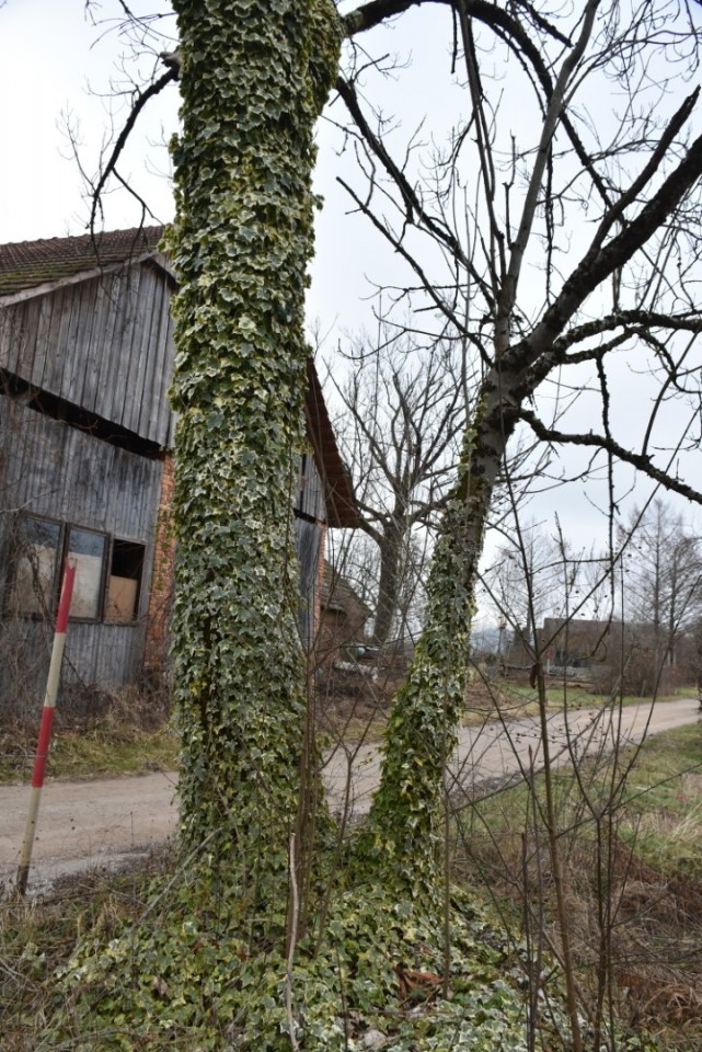 Bevški krog iz Notranjih Goric 18. 1. 2025 - foto povečava
