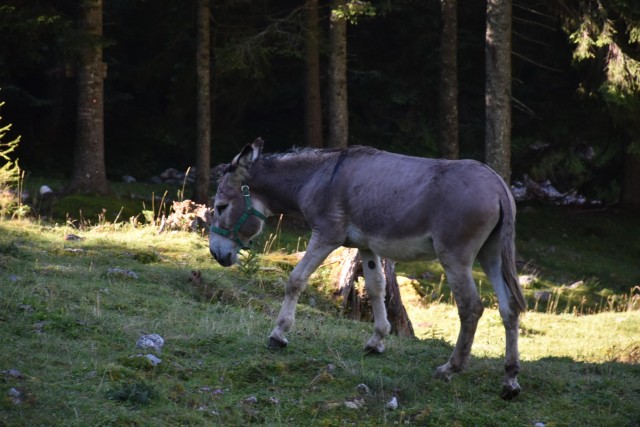 Tolsta Košuta 19.7.2025 - foto