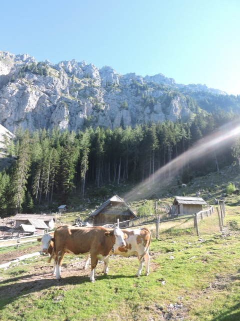 Tolsta Košuta 19.7.2025 - foto