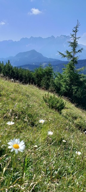 Tolsta Košuta 19.7.2025 - foto