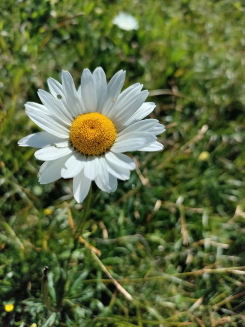 Tolsta Košuta 19.7.2025 - foto
