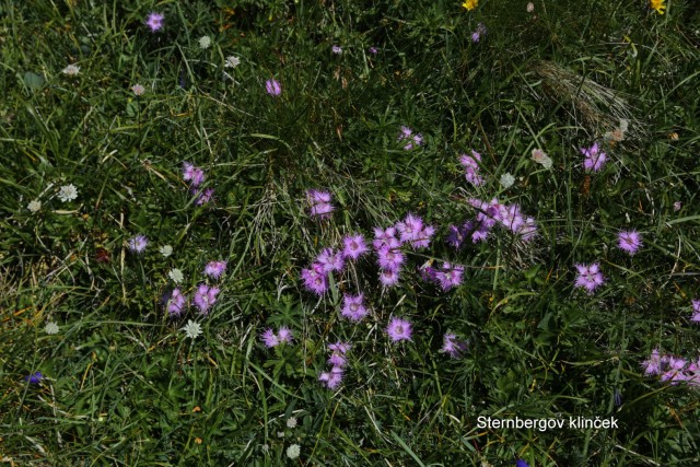 Tolsta Košuta 19.7.2025 - foto