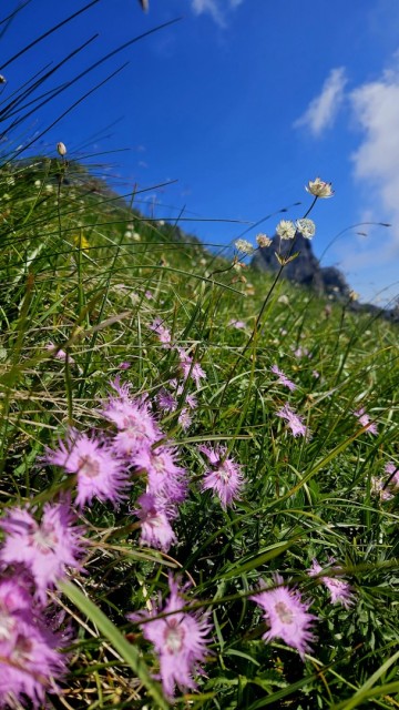 Tolsta Košuta 19.7.2025 - foto