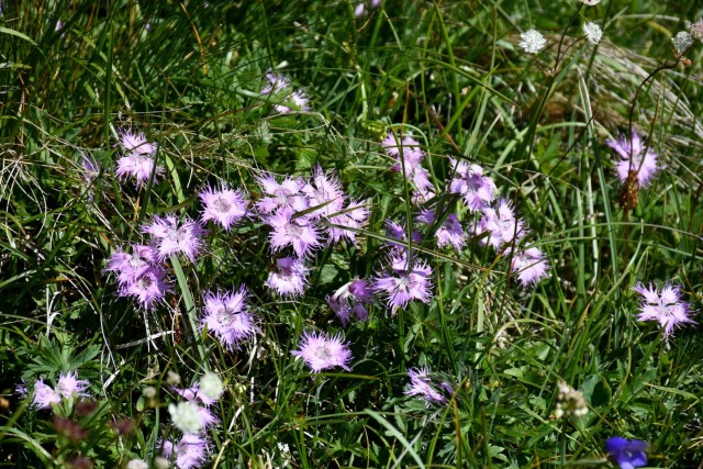 Tolsta Košuta 19.7.2025 - foto