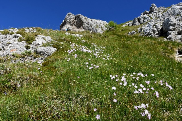 Tolsta Košuta 19.7.2025 - foto