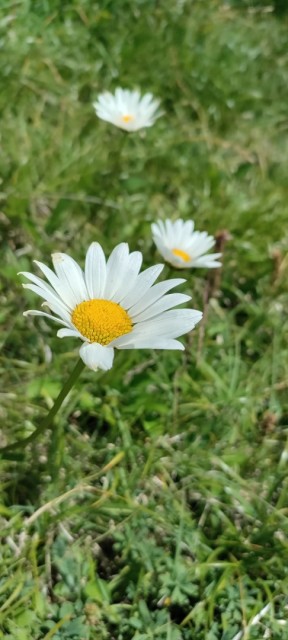Tolsta Košuta 19.7.2025 - foto