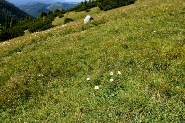 Tolsta Košuta 19.7.2025 - foto
