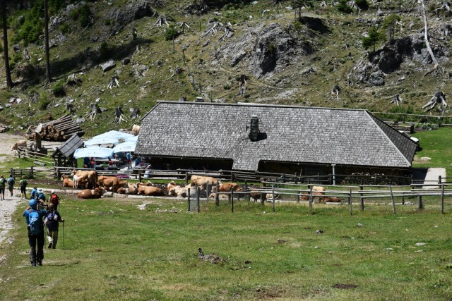 Tolsta Košuta 19.7.2025 - foto
