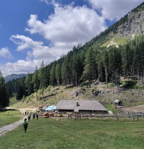 Tolsta Košuta 19.7.2025 - foto