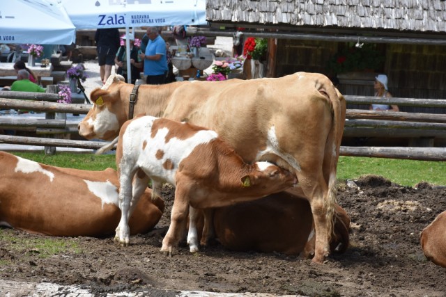 Tolsta Košuta 19.7.2025 - foto
