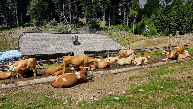 Tolsta Košuta 19.7.2025 - foto