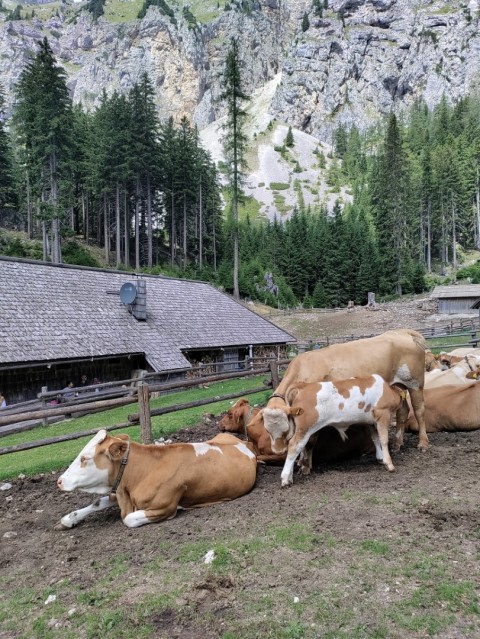 Tolsta Košuta 19.7.2025 - foto