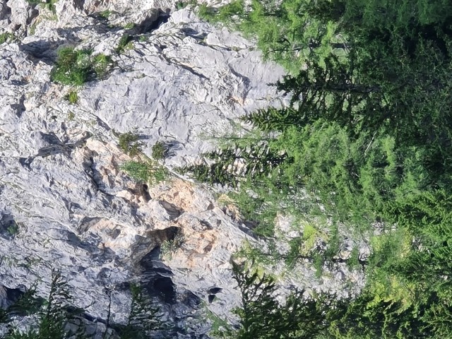 Tolsta Košuta 19.7.2025 - foto