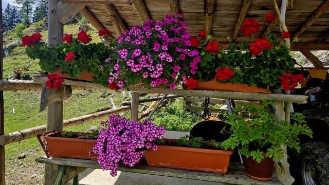 Tolsta Košuta 19.7.2025 - foto