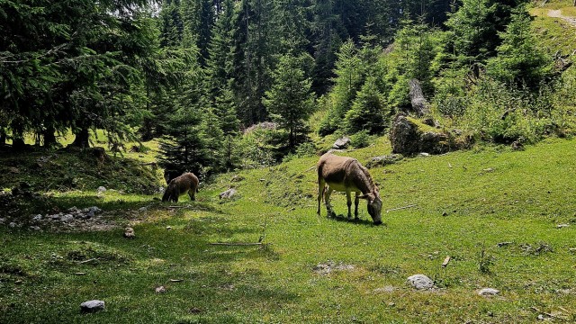 Tolsta Košuta 19.7.2025 - foto