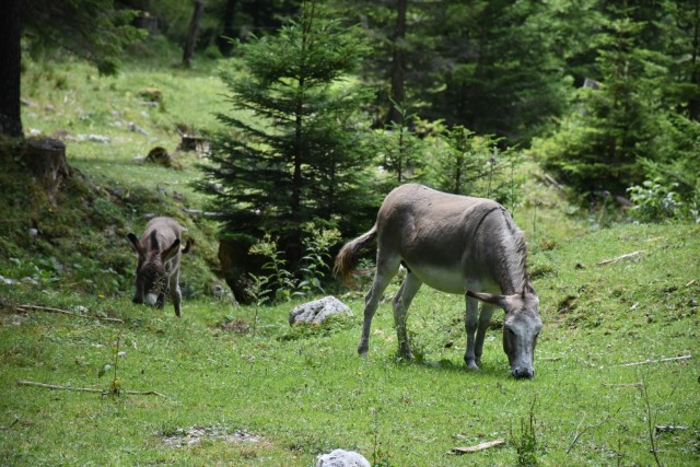 Tolsta Košuta 19.7.2025 - foto