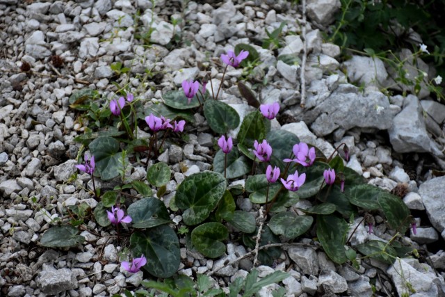 Ogradi 9.7.2022 - foto