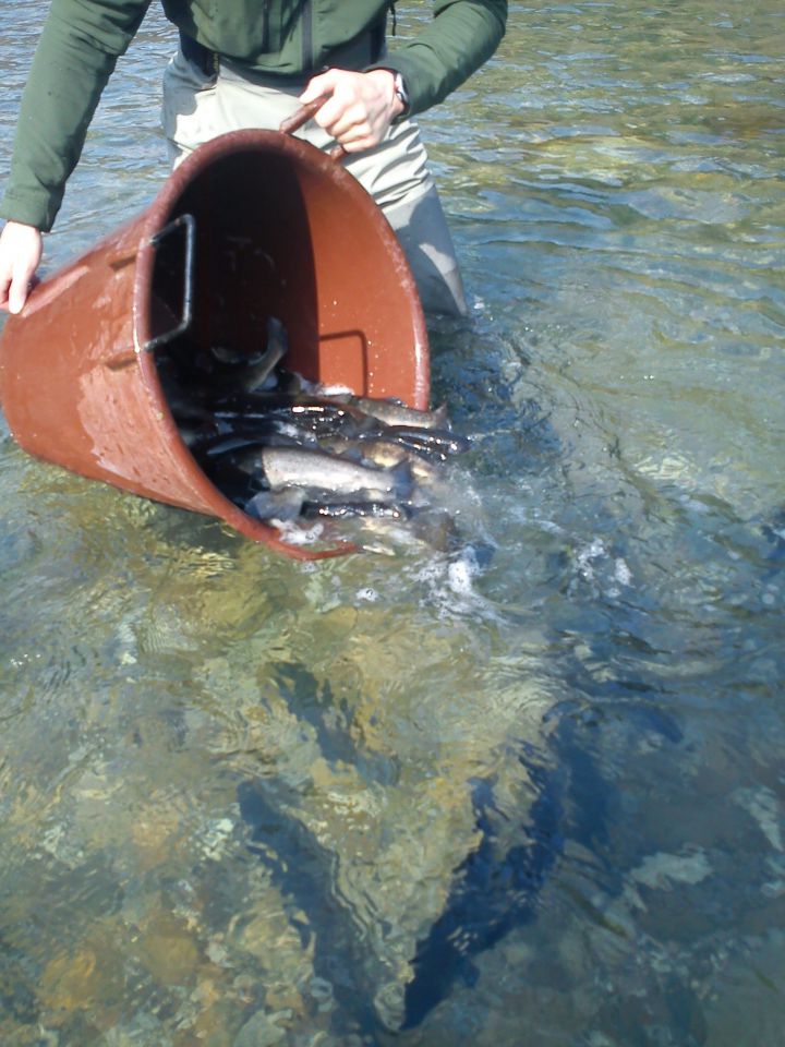 Poribljavanje 26.03.11 - foto povečava