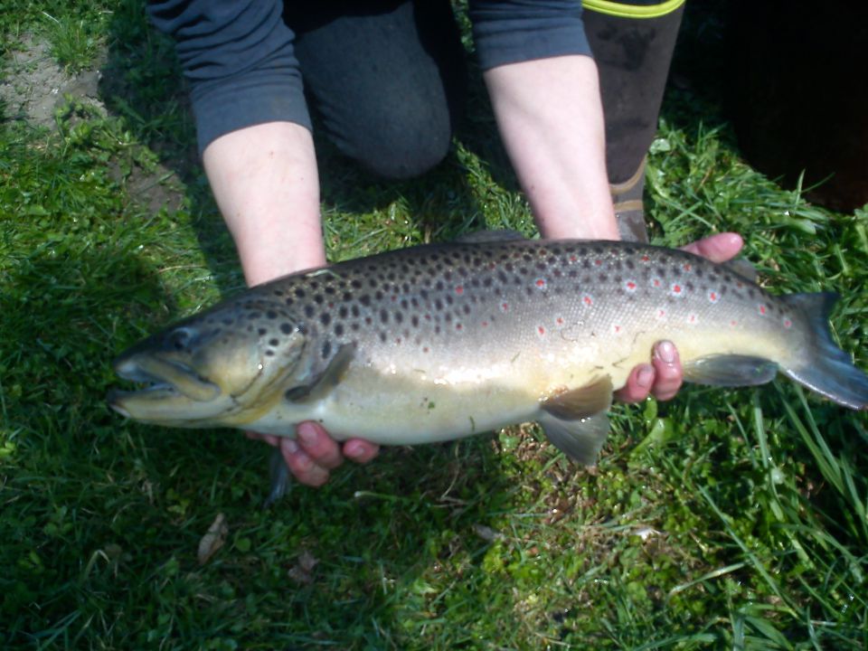 Poribljavanje 26.03.11 - foto povečava