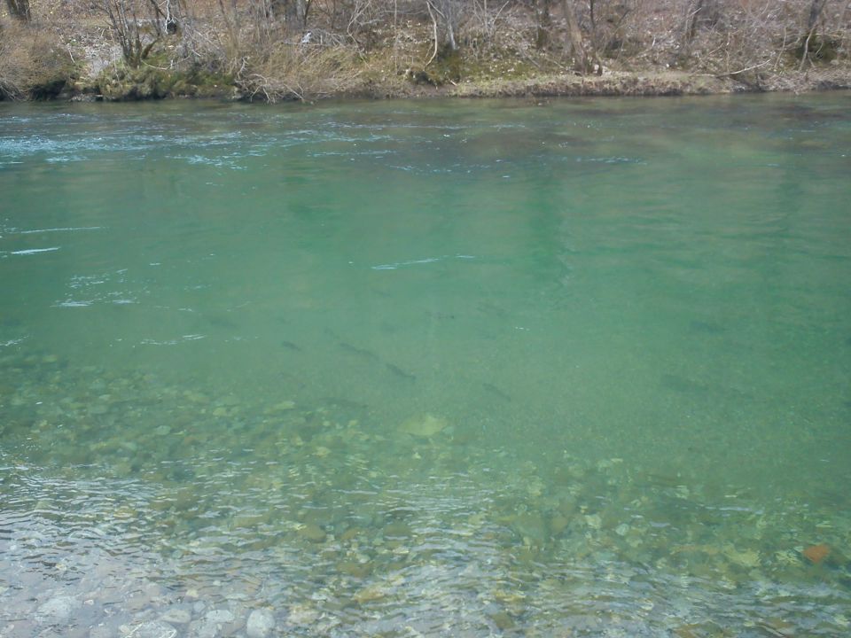 Poribljavanje 26.03.11 - foto povečava