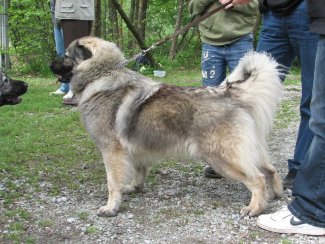 2009: Vzrejni pregled v Ljubljani - foto