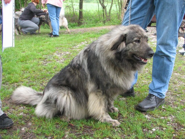 2009: Vzrejni pregled v Ljubljani - foto