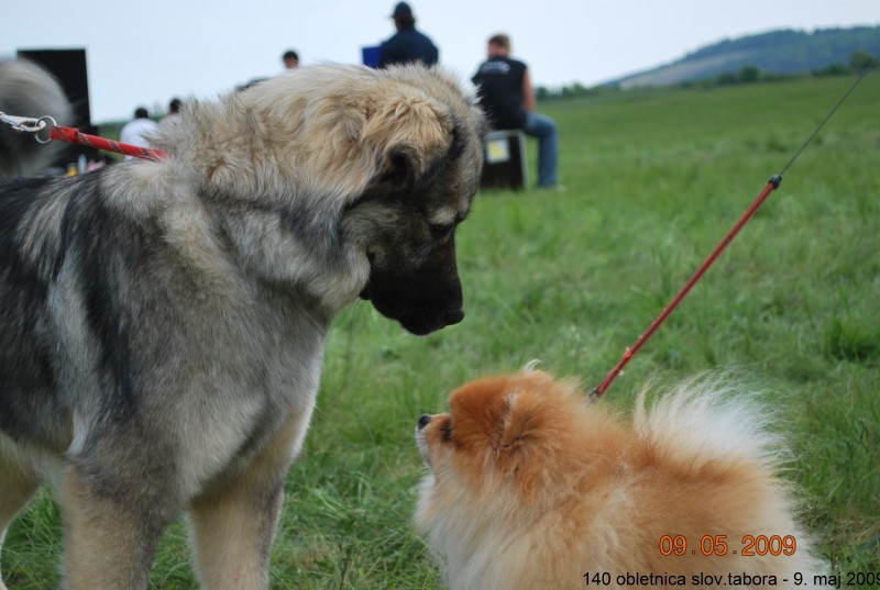 2009: 140 obletnica tabora na Kalcu - foto povečava