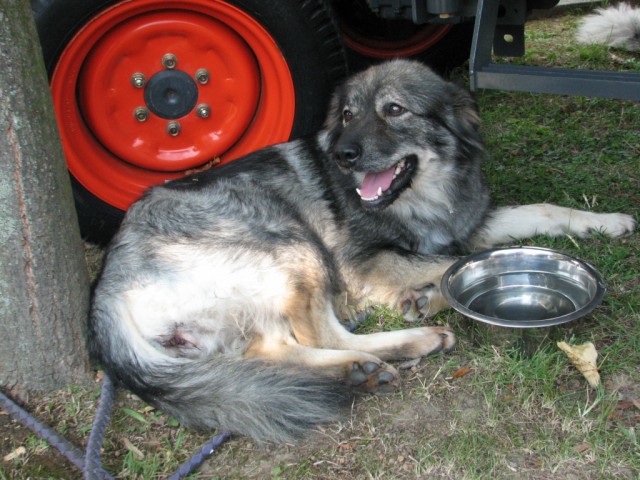 2009: Pomurski sejem v Gornji Radgoni - foto