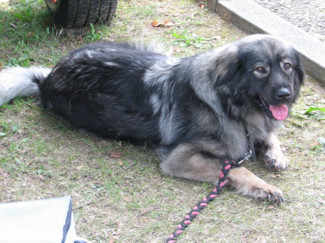 2009: Pomurski sejem v Gornji Radgoni - foto povečava