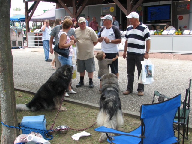 2009: Pomurski sejem v Gornji Radgoni - foto povečava