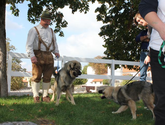 2010 odprta vrata kobilarne lipica - foto