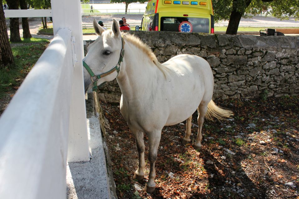 2010 odprta vrata kobilarne lipica - foto povečava