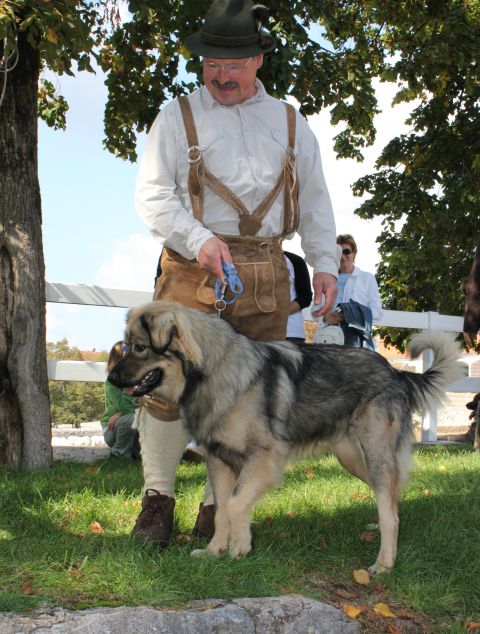 2010 odprta vrata kobilarne lipica - foto