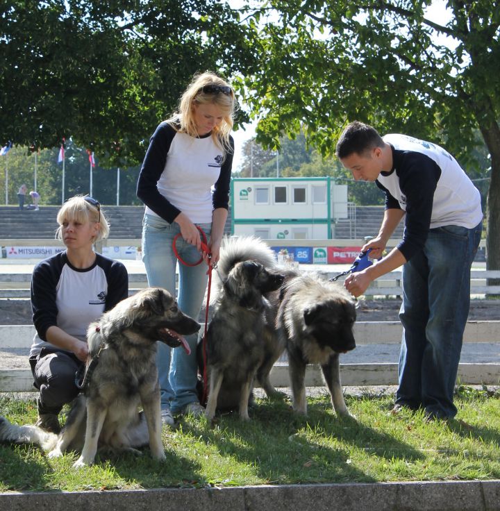 2010 odprta vrata kobilarne lipica - foto povečava