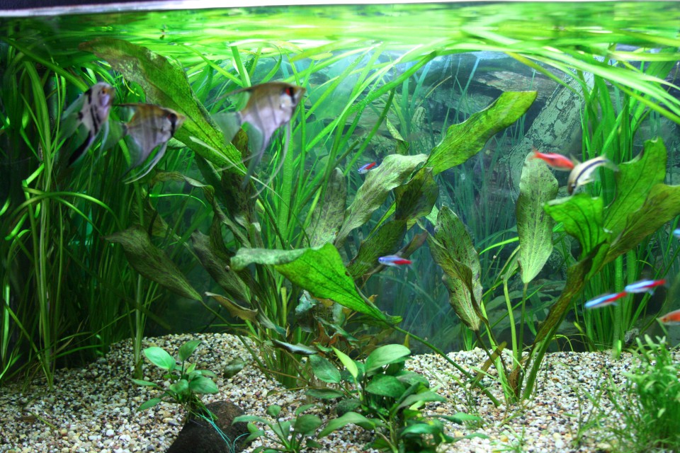 Akvarij - foto povečava