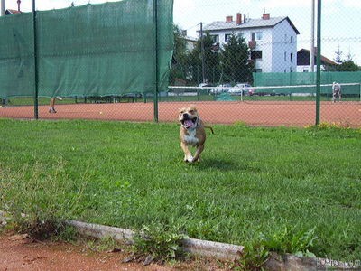 Mali šiva tayson 2008 - foto