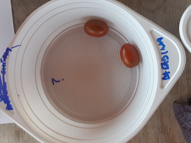 PARADAJZMANIJA 14.8.2021 - foto