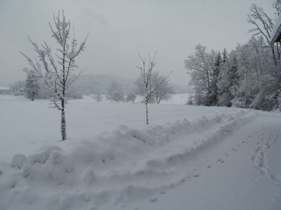 Regent - foto povečava