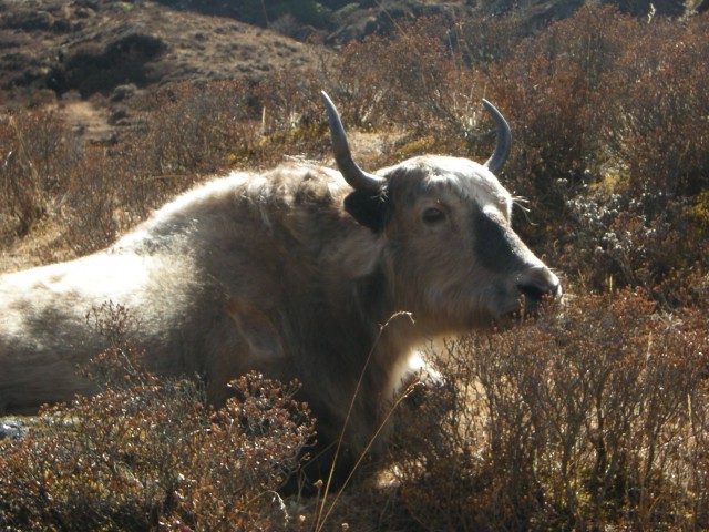 Namce-Bazar hotel-Everest - foto