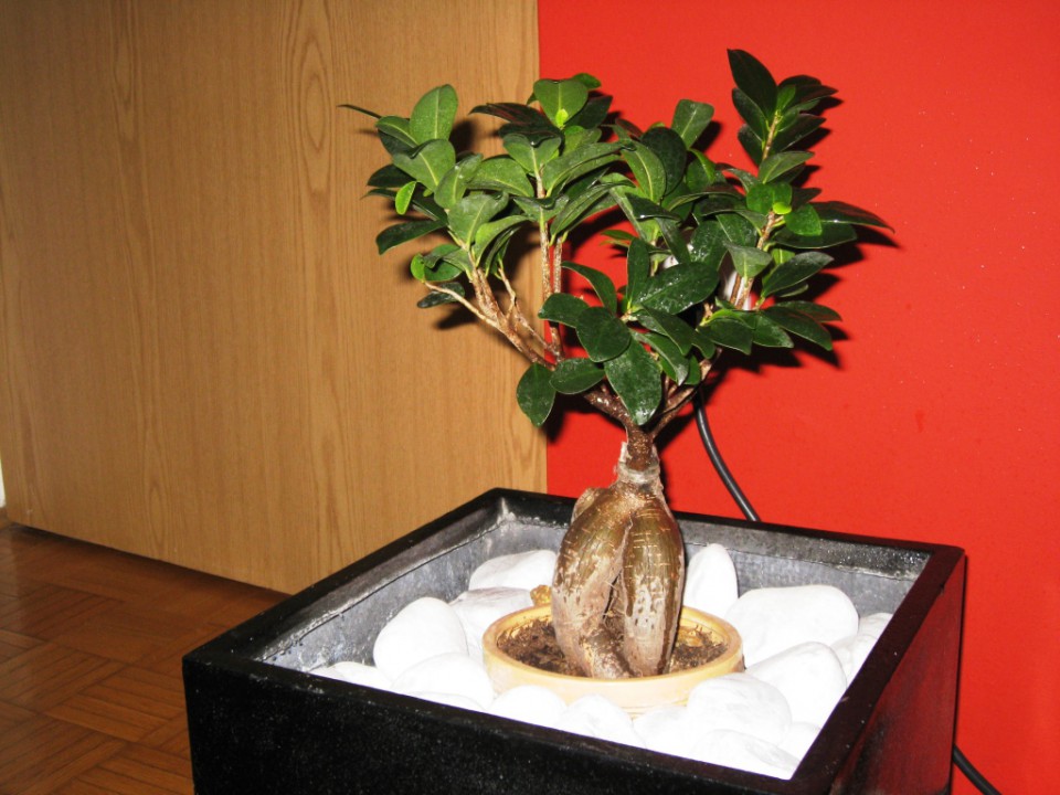 Drugi bonsaj - foto povečava