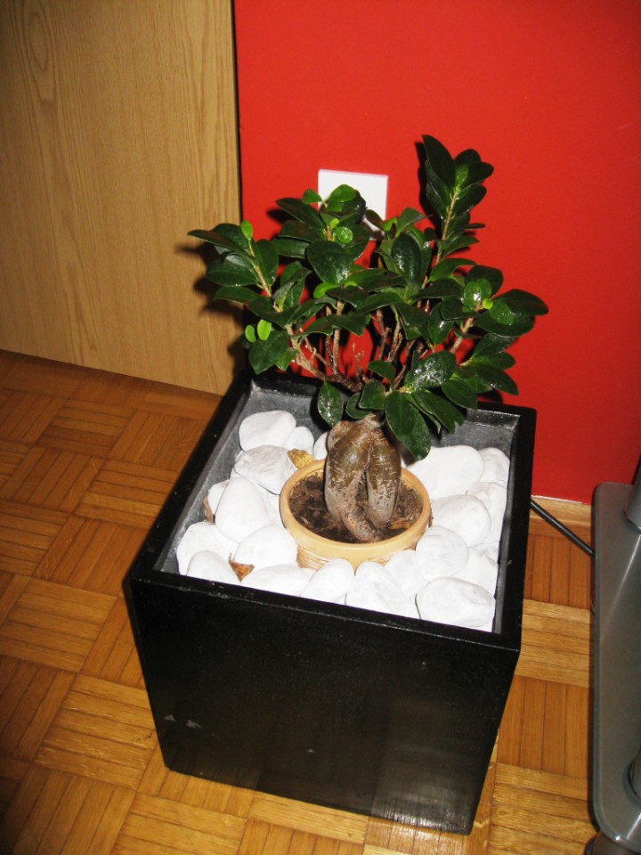 Drugi bonsaj - foto povečava