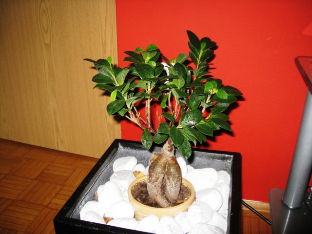 Drugi bonsaj - foto