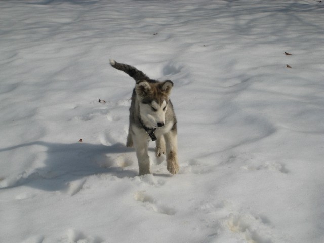 LUNA poletje 08 - foto