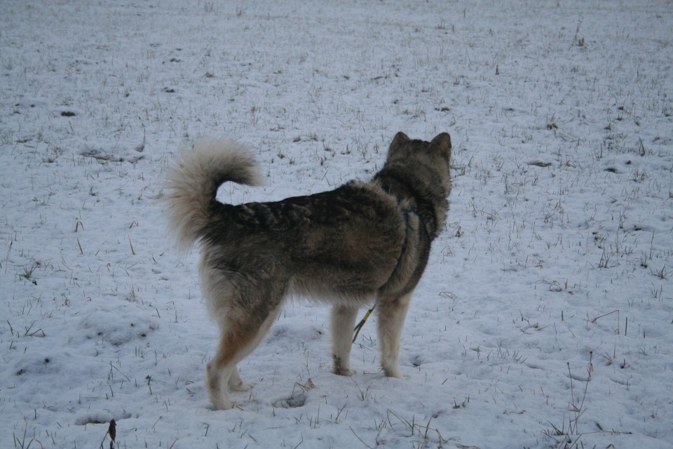 JESEN-ZIMA 2008 - foto povečava