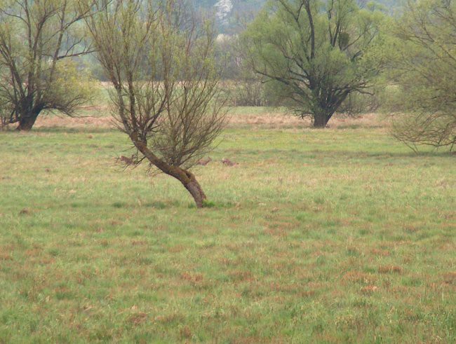 SLIKE 1 - foto povečava