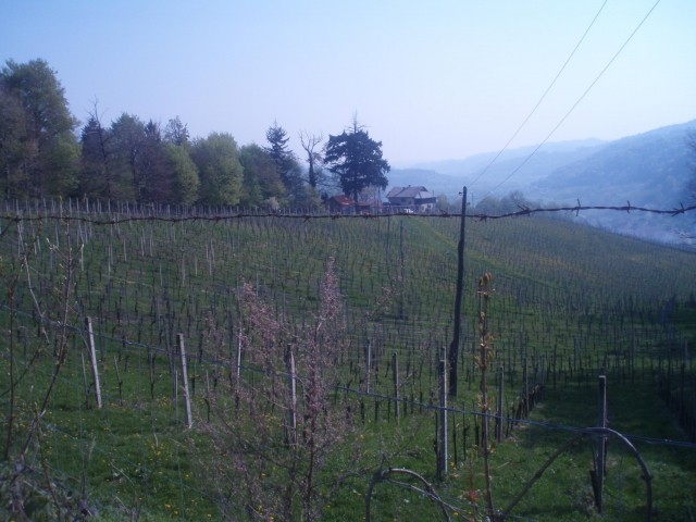 Vinogradi mariborske  nadškofije in metropolije v Pritenskem med Podbočem in Studenicami. 