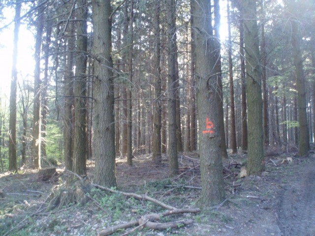 Tudi na Plešivcu se je čez zimo precej sekalo a tudi prirast je v gozdovih zaradi ugodne k
